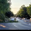 Un pom a cazut pe strada Soveja, zona City Mall din Constanta (FOTO)