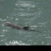 Vesti proaste de la Delfinariul Constanta! A murit puiul de delfin nascut in captivitate