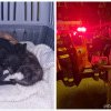 VIDEO. Pui de pisică blocați într-un beci, salvați de pompieri la apelul unei asociații
