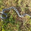 16 iulie | Ziua mondială a șerpilor: Care este rolul acestora în natură