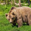 Câți urși vor putea fi împușcați fără autorizație, pe județe: A fost adoptată Legea prin care pot fi împuşcaţi 481 de urşi anual