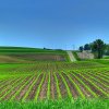 Decizie pentru proprietarii de terenuri din România: APIA anunță excluderea unor suprafețe de la plata subvenției