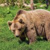 Actul normativ care prevede noi măsuri de gestionare a populației de urși, promulgat de șeful statului