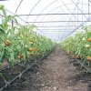 Fonduri în valoare de peste 181 de ­milioane de lei ajung în conturile beneficiarilor ­programului de tomate în spaţii protejate