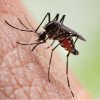 INSP avertizează asupra riscului şi protejării împotriva infectării cu virusul West Nile