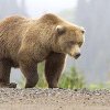 Pentru gestionarea situaţiei în cazul prezenţei urşilor în localităţi, prefectul le-a reamintit ­primarilor prahoveni ce măsuri pot fi luate
