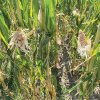 Vremea caniculară extinde seceta pedologică la grâu şi porumb