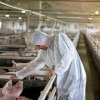 AU VÂNDUT ANIMALE FĂRĂ ACTELE PREVĂZUTE DE LEGISLAȚIE 6 fermieri din Supur, Giorocuta și Acâș, amendaţi cu câte 1.600 de lei de veterinari