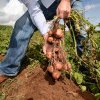 LEGUMICULTORI Fermierii consideră că în România cultura cartofului este neglijată de autorități