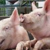 PROVOCĂRI ȘI STRATEGII Crescători de animale din județ sunt preocupați să-și producă cerealele