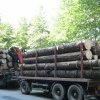 300.000 metri cubi de lemn anual, tăiați legal în județ