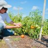 Legumicultorii buzoieni primesc prima tranşă din Programul Tomata