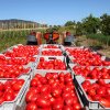 Programul Tomata generează supraproducție. Fermierii buzoieni aruncă roșiile