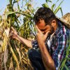 Propunerile fermierilor buzoieni pentru „calamități” au devenit lege