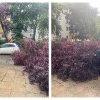 Cad copacii pe capete peste mașinile din Cluj! Doi copaci au cazut în doar câteva minute: unul pe Aleea Ciucaș și unul pe strada Bucovina- FOTO