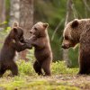 Camera Deputaților a aprobat modelul de gestionare a populației de urși! Aproape 500 de exemplare vor fi ucise anul acesta