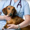 Cluj: Eveniment de sterilizare gratuită la câini și pisici organizat de USAMV. Când va avea loc și cum se pot face înscrierile
