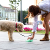 Cluj: Proprietarii de câini din „orașul de 5 stele”, acuzați că nu curăță după animalele de companie: „Am călcat în rahat de multe ori”