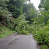 Drum din Cluj blocat în urma vijeliei. Un copac a căzut pe carosabil