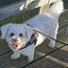 FOTO Recompensă URIAȘĂ pentru un câine pierdut în Cluj-Napoca: ,,Răspunde la numele de Goofy și are urechile roz”