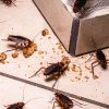 Invazie de gândaci într-un cartier din Cluj. Oamenii s-au panicat: „Din canale ieșeau mulți, dar mulți gândaci”