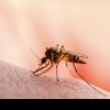Invazie de țânțari în cartierul clujean Gheorgheni: „Nu poți să stai afară, să te plimbi cu copilul”. Primăria spune că face tot ce-i stă în putere