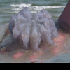 Meduzele din Marea Neagră sunt periculoase? Le întâlnim deseori în timpul vacanței pe litoral