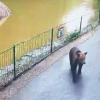 O grădina zoologică din Transilvania este terorizată de un urs. Animalul a devorat o căprioară: „Vă asigurăm că ursul apare doar pe timp de noapte” - VIDEO