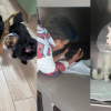 O nouă șansă pentru prietenii necuvântători! Peste 250 de câini și pisici fără stăpân, sterilizați de un ONG din Cluj-Napoca, în primele cinci luni ale anu