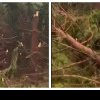 O tornadă a făcut ravagii într-o pădure la 150 de kilometri de Cluj-Napoca. A distrus zeci de molizi: ,,Doamne ferește, ce dezastru” - VIDEO