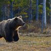 Peste 400 de urși ar putea fi vânați în 2024 și 2025. Președintele Klaus Iohannis a promulgat legea ca „nivel de prevenţie”