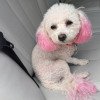 Recompensă URIAȘĂ pentru un câine pierdut în Cluj-Napoca: ,,Răspunde la numele de Goofy și are urechile roz”