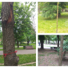 Se taie la Cluj copacii cu adevărat uscați? O clujeancă a găsit 48 de arbori cu probleme în Parcul Central: „Am sesizat Primăria”