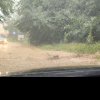 Strada a devenit râu! Inundații și copaci căzuți în urma vijeliei de ieri din Cluj VIDEO