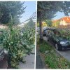 ,,Surpriză” neplăcută pentru un clujean! Un copac s-a prăbușit peste mașina lui pe o stradă din Cluj-Napoca! - FOTO