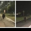 Un urs a creat panică noaptea trecută într-un oraș din Alba. A fost filmat alergând pe drum și pista de biciclete - VIDEO