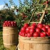 Prețul merelor a ajuns la 20% peste media ultimilor cinci ani