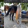 Hoții de cai din județul Galați, care acționau în Vaslui, prinși după o postare pe Facebook