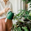 Plantele de apartament care schimbã atmosfera în locuinte: Aloe Vera, Limba Soacrei, Crinul Pãcii, Bonsaiul si Orhideele