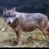 Alertă după semnalarea unui lup într-o pădure din centrul ţării