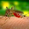 Rafila, despre cazurile de infectare cu virusul West Nile: Ne aflăm la debutul sezonului, maximul va fi probabil la sfârșitul lunii august