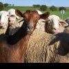 PESTA MICILOR RUMEGĂTOARE Amenințare majoră pentru crescătorii de oi și capre din România